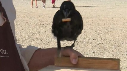 شاهد: حديقة للملاهي بفرنسا تستعين بغربان لجمع أعقاب السجائر