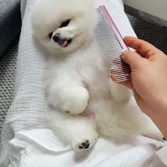 my dog just wake up for some new look hair brush