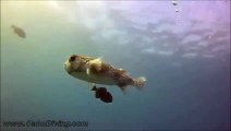 Un poisson globe demande des calins à un plongeur