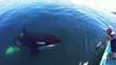 Une orque curieuse vient rencontrer une touriste en bateau - Bahia de los Angeles, Mexico.