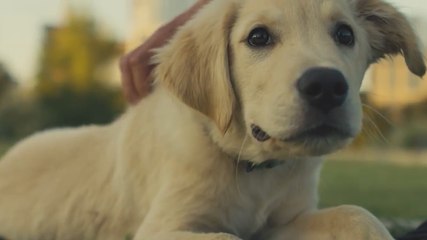 This Vodka Brand May Be The Most Dog-Friendly Company