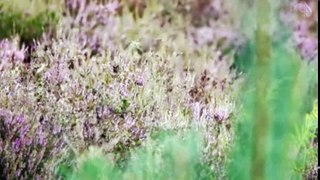 Walking Through History S03  E03 North Norfolk - Part 01