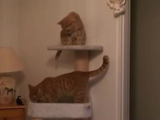 Les rouquins dans l' arbre à chats