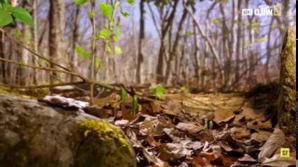 America's National Parks (2015) S01 - Ep08 Great Smoky Mountains HD Watch