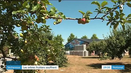 Sécheresse : les arbres fruitiers souffrent