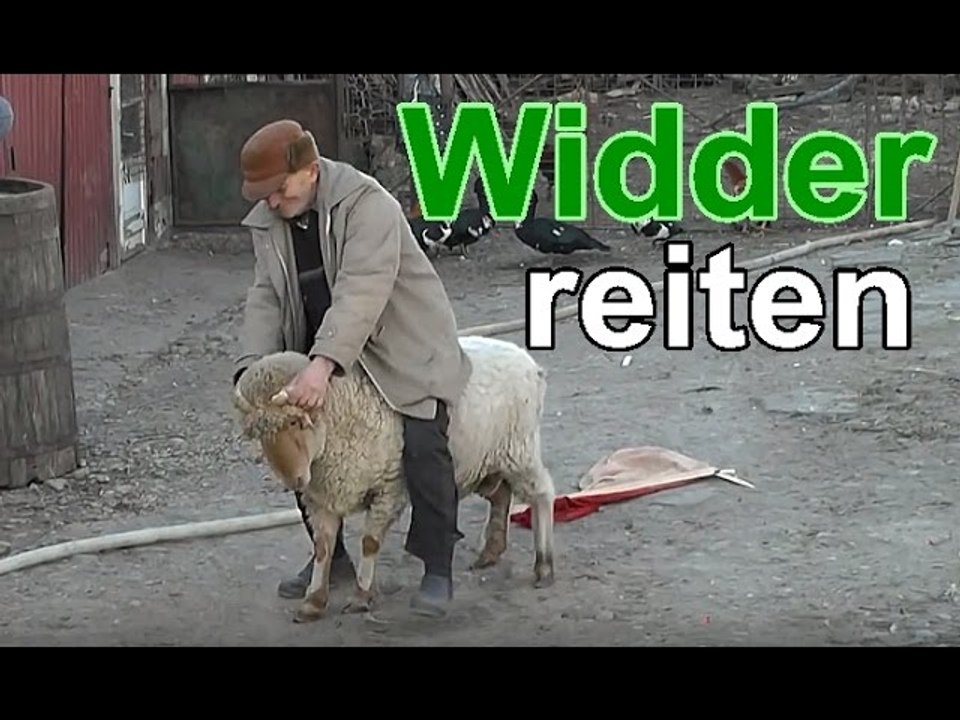 Bauer reiten auf Widder