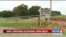 Abuse Investigation Underway After Longhorn Sold on Craigslist Left Fighting for Her Life