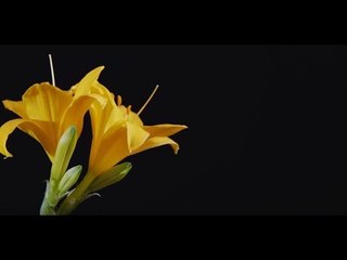 El cohosh negro y la hierba de San Juan para la menopausia I Vida y Salud: Dra Aliza