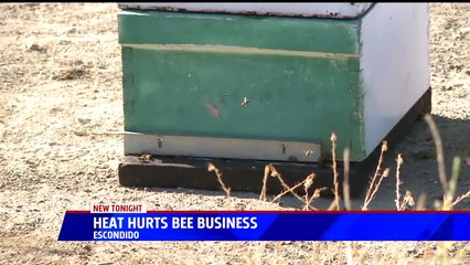 Heat Kills Millions of Bees at California Honey Business