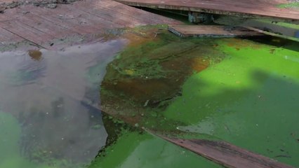 美 플로리다 '독조 라떼'... 비상사태 선포 / YTN