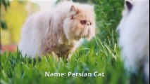 Persian cat and Himalayan Cat