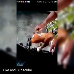 Kucing lucu bikin ngakak