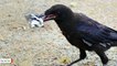 French Theme Park Teaches Birds To Pick Up Trash