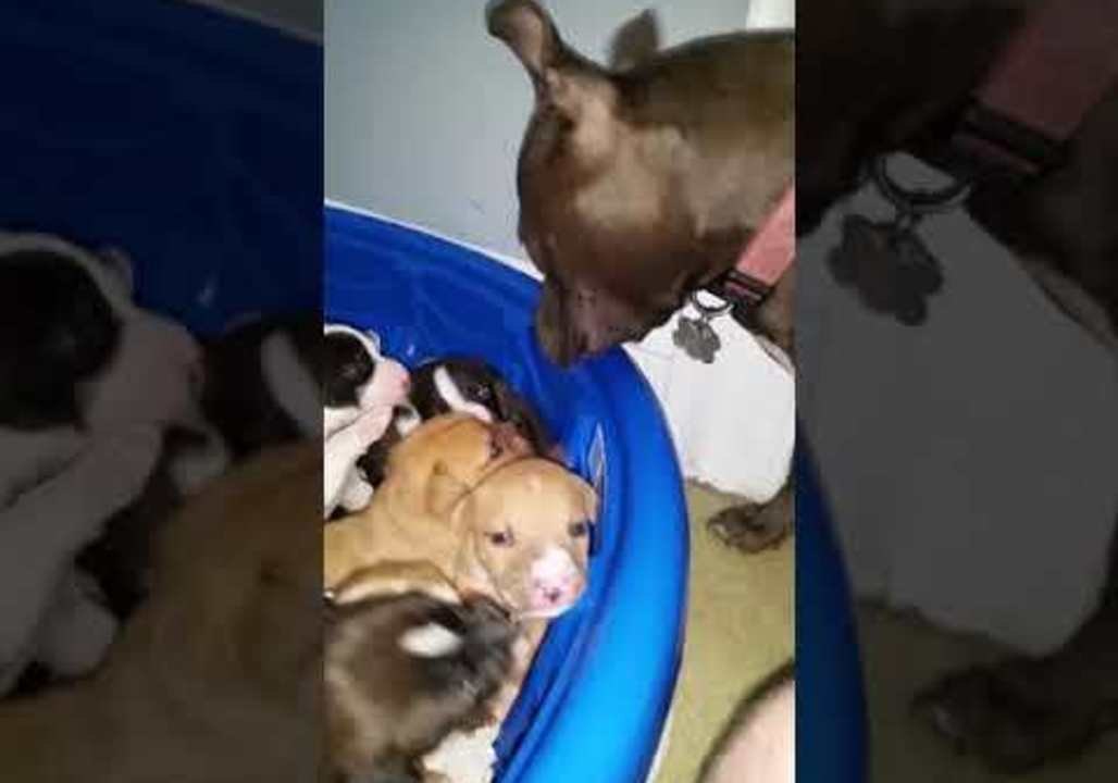 Azula the Pit Bull Watches Over Adorable Foster Puppies