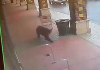 Bear Attempts to Wander Into Connecticut Liquor Store