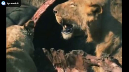 PERDIDO NA ÁFRICA - EP. 1