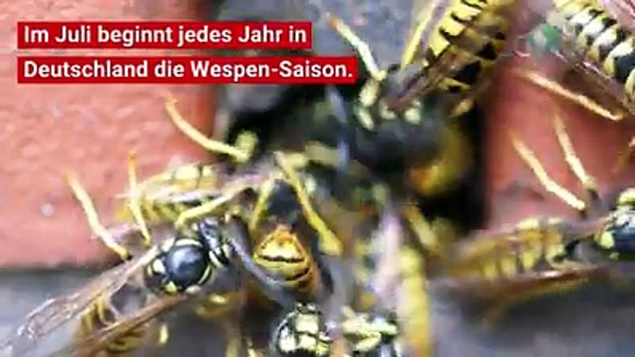 Im Juli beginnt jedes Jahr in Deutschland die Wespen-Saison. Und die Insekten können wirklich lästig sein: Gerade Allergiker fürchten einen Stich.