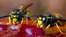 Ein einziger Wespenstich kann für Allergiker tödlich enden. FOCUS Online erklärt, was du tun kannst, wenn du oder eine Person in deinem Umfeld allergisch auf ei
