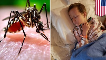 Child receives near-fatal virus from mosquito bite