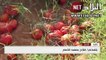 تلف كميات هائلة من محاصيل الطماطم في ولاية عين تيموشنت