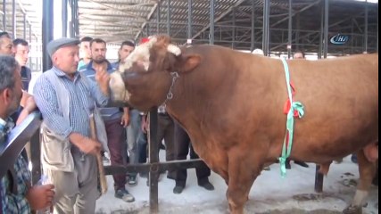 1 Ton 600 Kiloluk Kurbanlık 'Paşa' Otomobil Fiyatına Satıldı