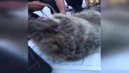 Ayı Yavrusu Yiyecek Ararken Kafasını Tenekeye Sıkıştırdı