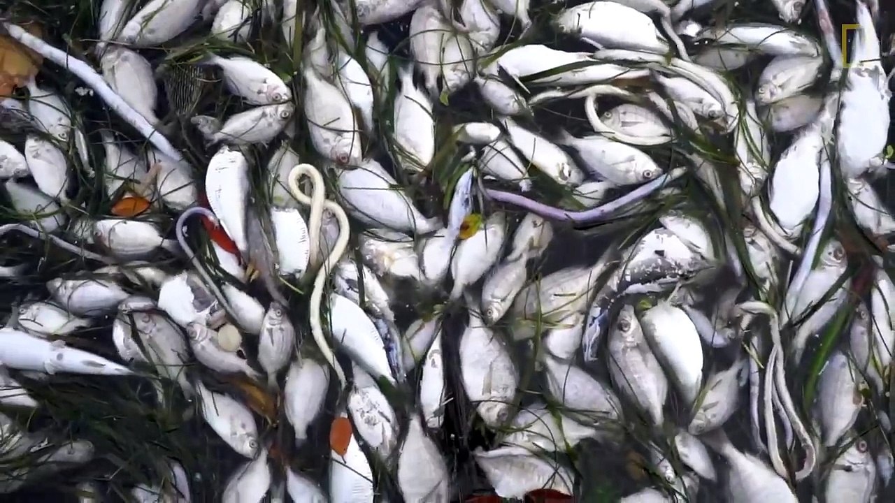 See The Red Tide That Is Devastating Florida's Sea Life | National Geographic