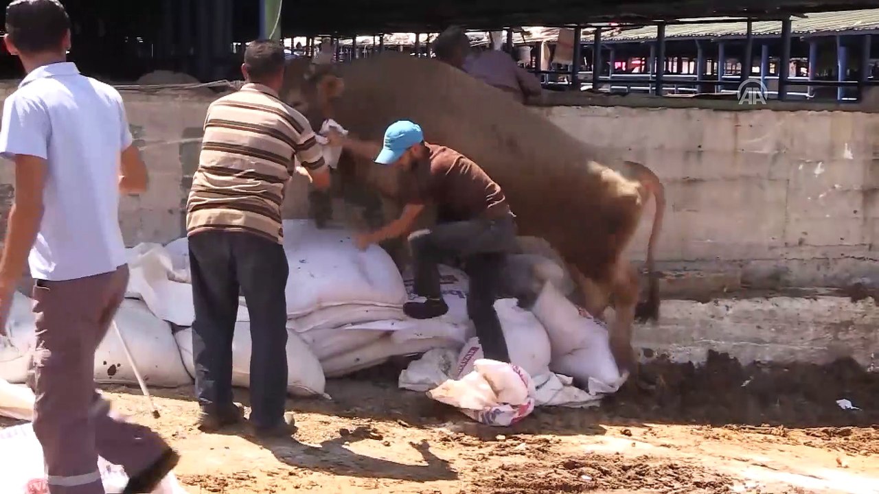 'Kaçan kurbanlıkları yakalama timi' işbaşında - BURSA