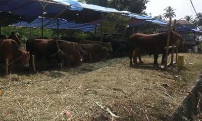 Terapi Pijat untuk Hewan Kurban