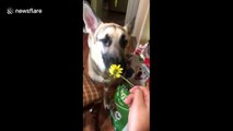 This dog doesn't quite know how to feel about sunflowers