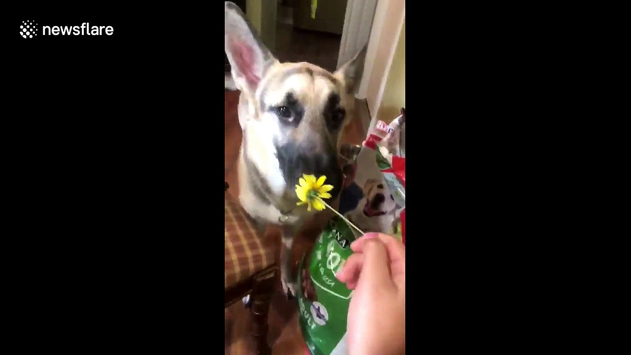 This dog doesn't quite know how to feel about sunflowers