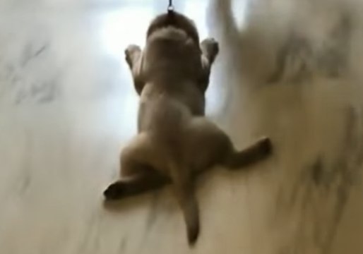 Puppy Spoiled by Security Guard Has to Be Dragged Away From Doggy Treats