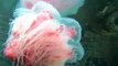 Mesmerising Lion's Mane Jellyfish 'Dances' in Ocean Current