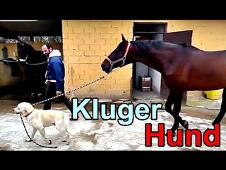 Der intelligenteste Hund der Welt