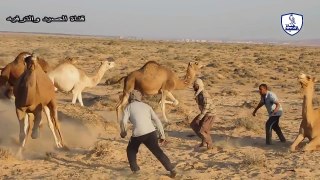 Drop the camel in the desert