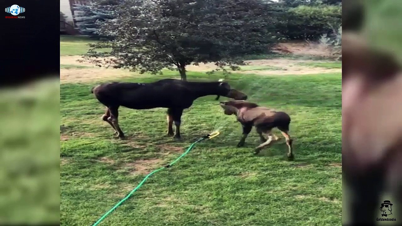 Momma moose and her baby playing in the sprinkler in Park City