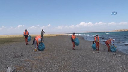 Van'da Martı Ölümleri... Telef Olan Binlerce Martı Kıyıdan Temizlendi