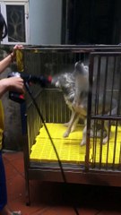 Dogs like to shower and dogs do not like to shower