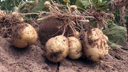 Bitlis'te patates üretiminde yüksek rekolte beklentisi