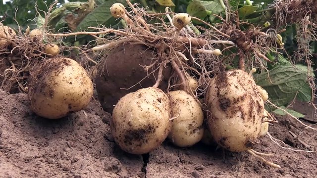 Bitlis'te patates üretiminde yüksek rekolte beklentisi
