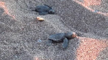 Caretta Carettalar Denizle Buluştu
