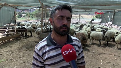 Kurbanlık satış alanları boş kaldı