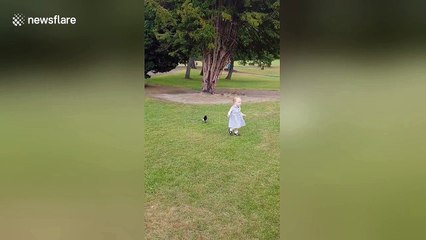 Magpie chases toddler in UK park