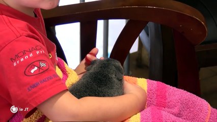 FOCUS/ La médiation animale au camping - 16/08/2018