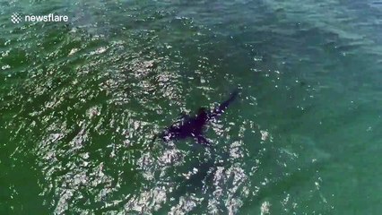 Is this the shark that bit man in Cape Cod?