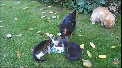 مقاطع مضحك جدا  لديوك غاضبة..... ضحك هستيري