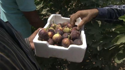 هذا الصباح- أصناف غير تقليدية للزراعة بالأردن