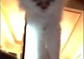Cat Takes Laptop on an Unexpected Journey to the Floor