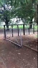 Donkey can’t contain excitement when its owner returns (Video) - theCHIVE