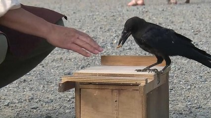 Kargalar park temizliğine el attı